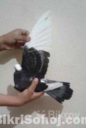কবুতর